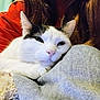 cat, white_cat, black_markings, pet, resting, closeup, fur, indoor, person, red_sweater, long_hair, cozy, relaxed, sleepy, fabric, gray_cloth, hand, comfort, domestic_animal, companion