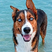 Fidji a rejoint le concours — aidez-le/la à gagner de superbes lots ! dog, beach, ocean, seawater, water, outdoors, animal, pet, wet_fur, blue_eyes, heterochromia, standing, smiling, portrait, shoreline, waves, turquoise, nature, daylight, travel