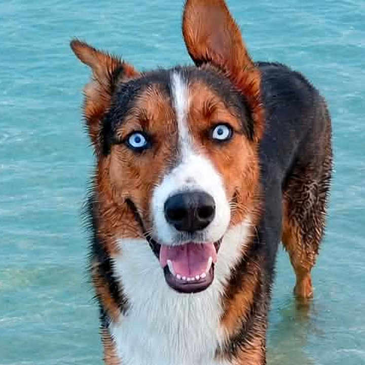 Fidji a rejoint le concours — aidez-le/la à gagner de superbes lots ! dog, beach, ocean, seawater, water, outdoors, animal, pet, wet_fur, blue_eyes, heterochromia, standing, smiling, portrait, shoreline, waves, turquoise, nature, daylight, travel