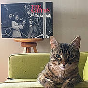 Ostine a rejoint le concours — aidez-le/la à gagner de superbes lots ! animal, band, black_and_white_photo, cat, cozy, curious, domestic, ears, framed_photo, furniture, green_armchair, indoor, mammal, pet, portrait, relaxed, resting, stool, tabby, the_smiths