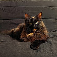 Aloha a rejoint le concours — aidez-le/la à gagner de superbes lots ! animal, black_background, cat, close_up, cute, domestic_cat, feline, fluffy, fur, green_eyes, indoor, laying, looking_at_camera, mammal, pet, portrait, relaxed, resting, tortoiseshell, whiskers