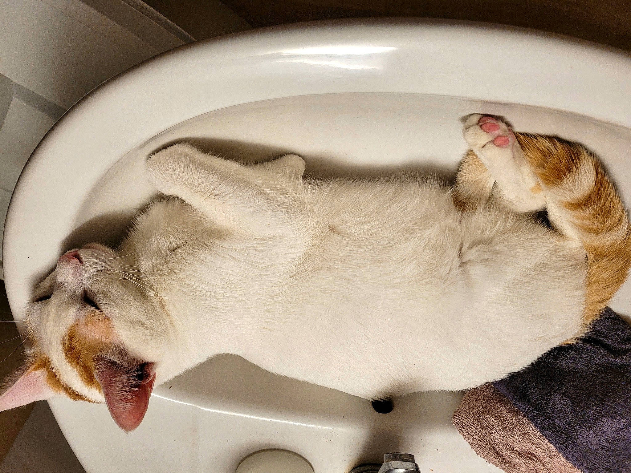 Espoir a rejoint le concours — aidez-le/la à gagner de superbes lots ! canidae, carnivore, cat, comfort, companion_dog, dog_breed, ear, fawn, felidae, fur, jaw, linens, nap, non_sporting_group, paw, sleep, small_to_medium_sized_cats, snout, tail, whiskers