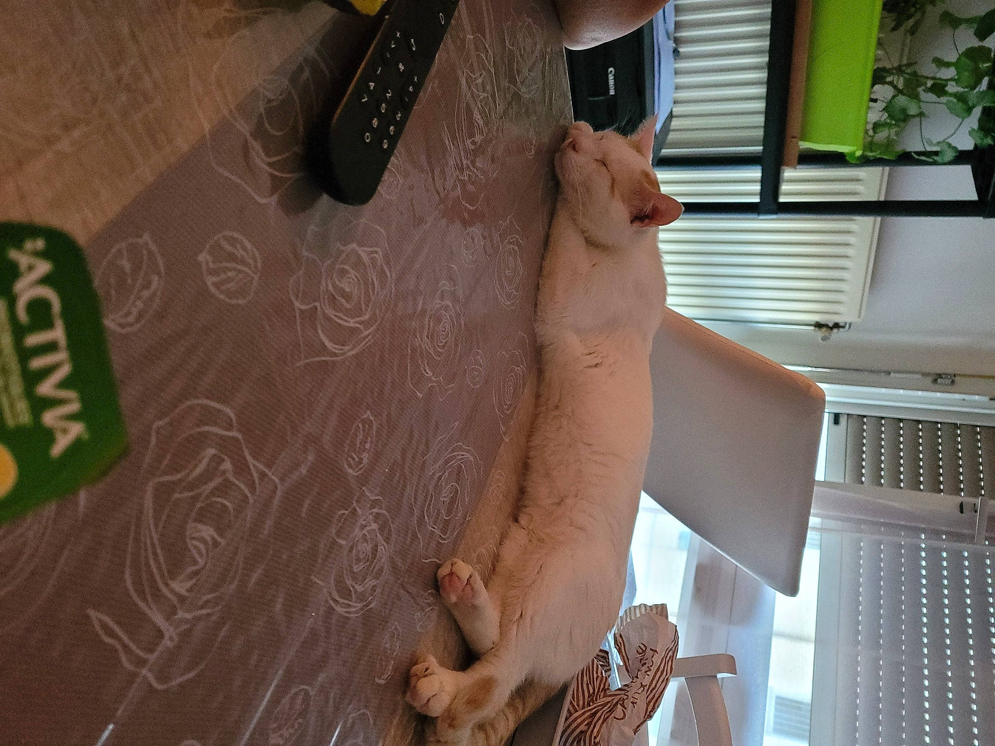 Espoir a rejoint le concours — aidez-le/la à gagner de superbes lots ! arm, elbow, fawn, finger, flooring, foot, gesture, hardwood, human_leg, joint, knee, nail, plant, tail, thigh, thumb, trunk, window, wood, wrist