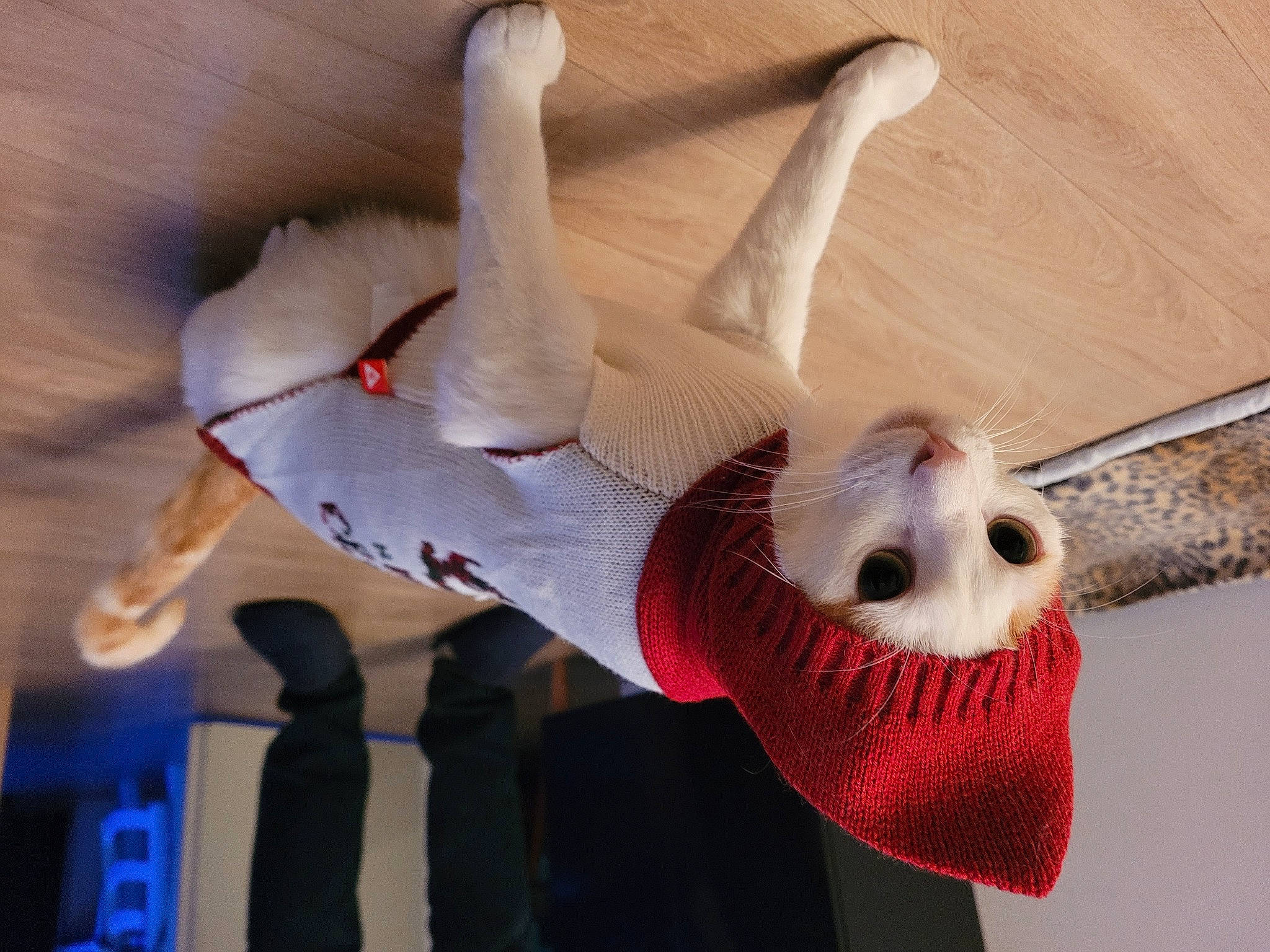 Espoir a rejoint le concours — aidez-le/la à gagner de superbes lots ! bone, carmine, fawn, fictional_character, flooring, fur, gesture, hardwood, head, mammal, pattern, sunglasses, tail, vertebrate, visual_arts, wing, wood, wool, woolen