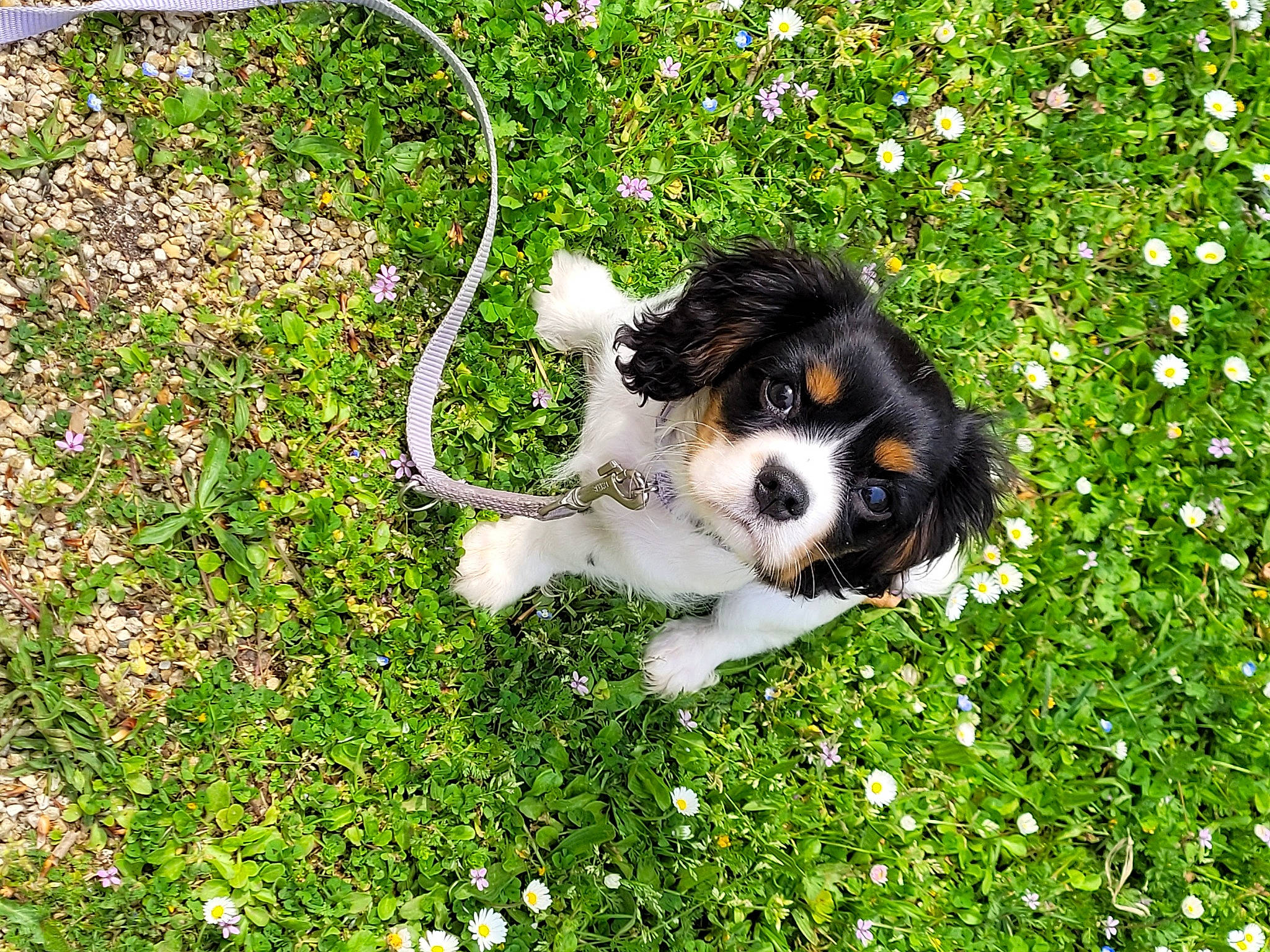 Umeha participe au concours pour gagner de l'argent avec cette photo : bernese_mountain_dog, canidae, carnivore, cavalier_king_charles_spaniel, companion_dog, corn_on_the_cob, dog, dog_breed, flower, grass, groundcover, herding_dog, people_in_nature, plant, snout, sporting_group, tail, terrier, toy_dog, working_animal