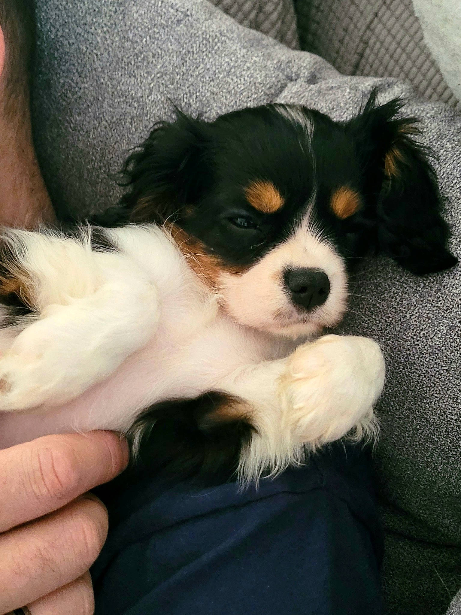 Umeha a rejoint le concours — aidez-le/la à gagner de superbes lots ! bored, canidae, carnivore, companion_dog, dog, dog_breed, fur, king_charles_spaniel, nail, puppy, puppy_love, snout, sporting_group, toy_dog, whiskers, working_animal, working_dog