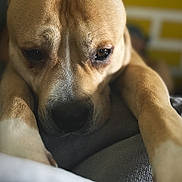 Rocky a rejoint le concours — aidez-le/la à gagner de superbes lots ! dog, tan_dog, close_up, resting, paws, soft_surface, indoor, yellow_wall, brick_wall, blurred_background, pet, animal, mammal, canine, face, ears, nose, fur, expression, relaxed