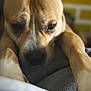 dog, tan_dog, close_up, resting, paws, soft_surface, indoor, yellow_wall, brick_wall, blurred_background, pet, animal, mammal, canine, face, ears, nose, fur, expression, relaxed