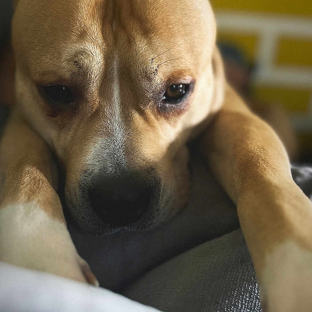 Rocky a rejoint le concours — aidez-le/la à gagner de superbes lots ! animal, blurred_background, brick_wall, canine, close_up, dog, ears, expression, face, fur, indoor, mammal, nose, paws, pet, relaxed, resting, soft_surface, tan_dog, yellow_wall