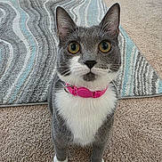 Pop is registered to the contest to win money with this photo: cat, gray_cat, white_cat, pet, indoor, carpet, rug, collar, pink_collar, fur, whiskers, ears, eyes, animal, feline, domestic_animal, sitting, looking_up, curious, close_up