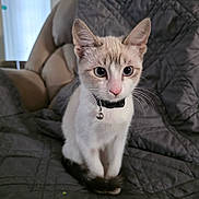 Winston is registered to the contest to win money with this photo: kitten, cat, pet, animal, indoor, collar, bell, feline, cute, whiskers, ears, sitting, gray, quilted, couch, fur, young, domestic, alert, closeup