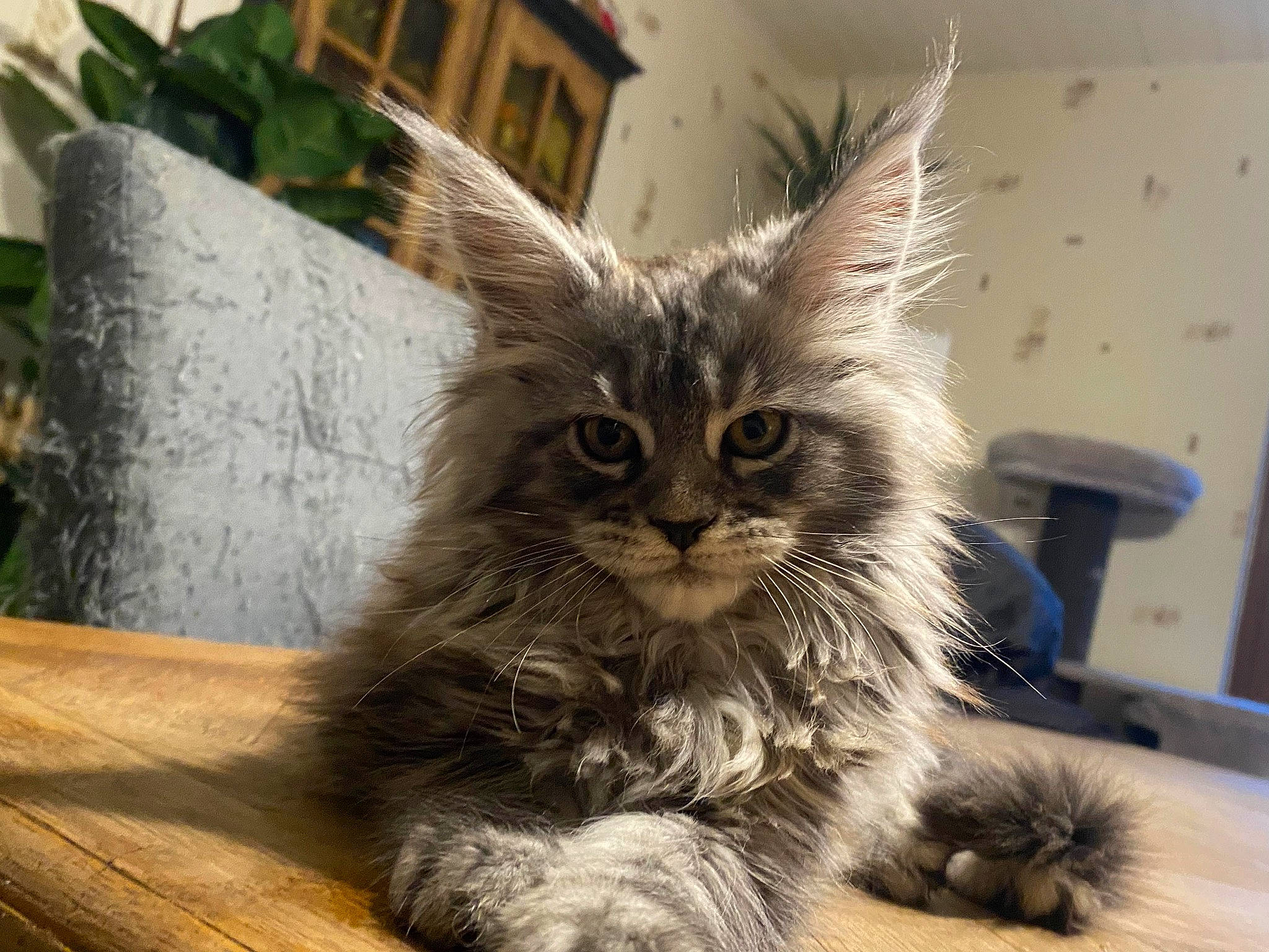 Uska participe au concours pour gagner de l'argent avec cette photo : carnivore, cat, chair, claw, domestic_short_haired_cat, felidae, flowerpot, fur, hardwood, houseplant, maine_coon, paw, plant, small_to_medium_sized_cats, snout, tail, terrestrial_animal, whiskers, window, wood