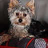 dog, puppy, small_dog, long_hair, shaggy_fur, pointy_ears, brown_fur, black_fur, white_fur, portrait, sitting, looking_at_camera, pet, animal, costume, clothing, red, black, couch, indoors