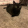 black_cat, cat, pet, indoor, carpet, green_eyes, animal, feline, floor, pillow, furniture, curious, cute, domestic_animal, whiskers, ears, tail, home, cozy, resting