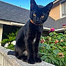 Kuro is registered to the contest to win money with this photo: animal, black_cat, blue_sky, cat, collar, concrete, daylight, flowers, garden, green_leaves, house, ledg, nature, outdoor, pet, plants, portrait, roof, sunlight, yellow_eyes
