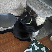 Kuro is registered to the contest to win money with this photo: animal, black_cat, carpeted_surface, cat, cat_bed, cat_tree, close_up, collar, curious, cushion, domestic_animal, eye_contact, furniture, indoor, pattern, paw, pet, playful, scratching_post, wooden_floor