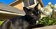 Kuro is registered to the contest to win money with this photo: animal, black_cat, blue_sky, cat, close_up, concrete, daylight, flower, greenery, house, nature, outdoor, pet, plant, relaxing, roof, sunlight, wall, white_rose, window