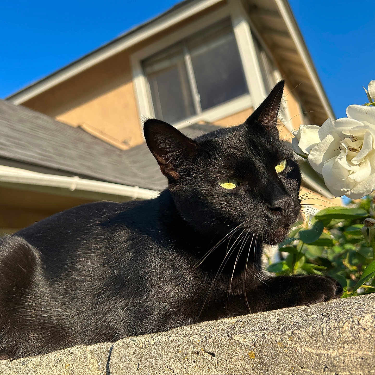 Kuro