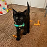 Kuro joined the competition — help win amazing prizes! black_cat, carpet, collar, curious, domestic_cat, feline, floor, furry, indoor, kitten, orange_toy, pet, playful, small_animal, tail_up, toy_bin, walking, whiskers, wide_eyes, young
