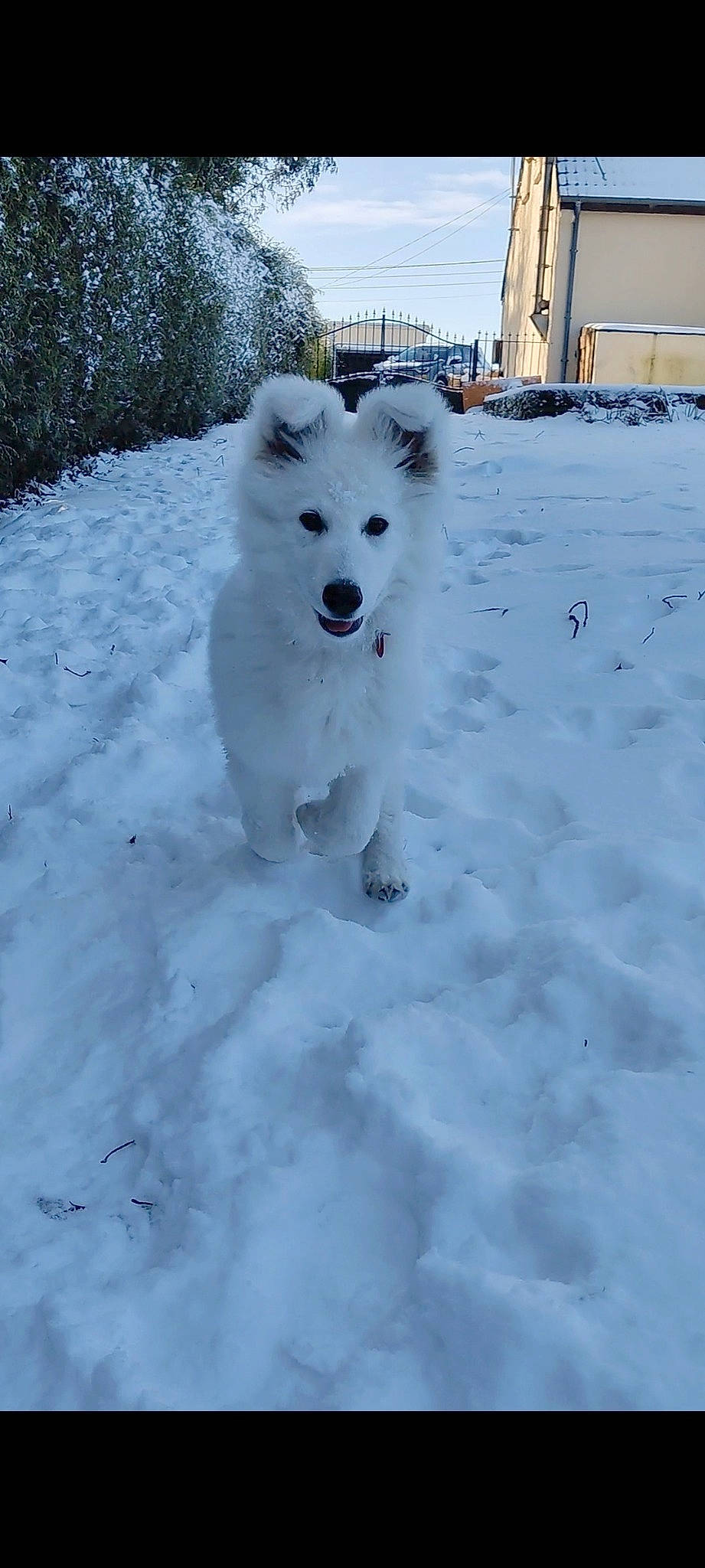 Santa participe au concours pour gagner de l'argent avec cette photo : american_eskimo_dog, building, canidae, carnivore, cloud, companion_dog, dog, dog_breed, freezing, fur, ice_cap, indian_spitz, sky, snow, spitz, sporting_group, tail, volpino_italiano, winter, working_animal