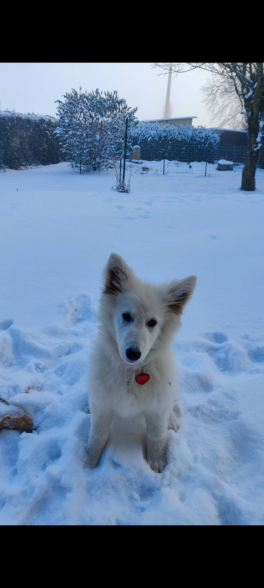 Santa participe au concours pour gagner de l'argent avec cette photo : american_eskimo_dog, canidae, canis, carnivore, companion_dog, dog, dog_breed, freezing, fur, indian_spitz, slope, snow, spitz, sporting_group, tree, volpino_italiano, white, winter, working_animal, working_dog