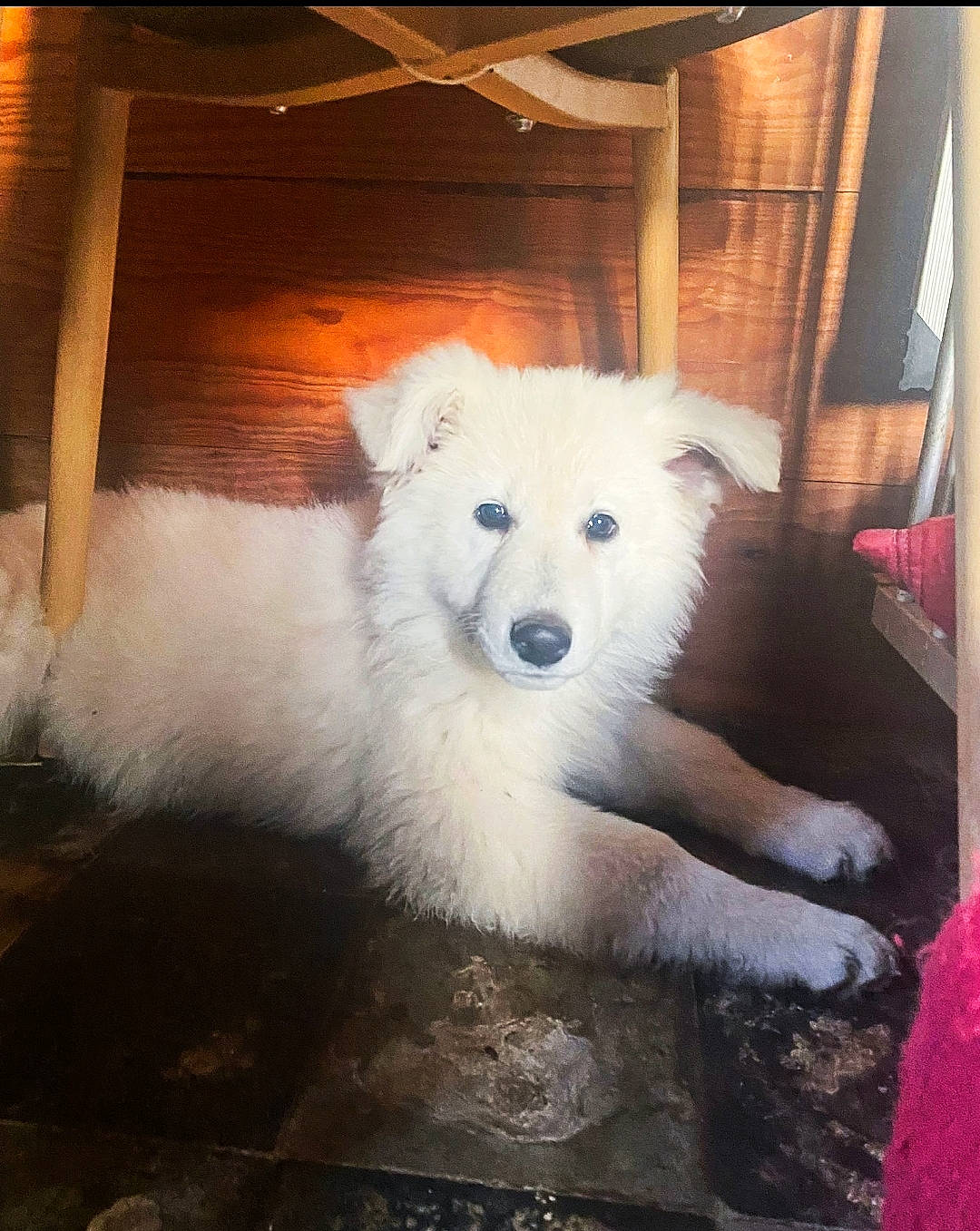 Santa a rejoint le concours — aidez-le/la à gagner de superbes lots ! ancient_dog_breeds, canidae, carnivore, companion_dog, dog, dog_breed, fur, giant_dog_breed, indian_spitz, non_sporting_group, snout, spitz, volpino_italiano