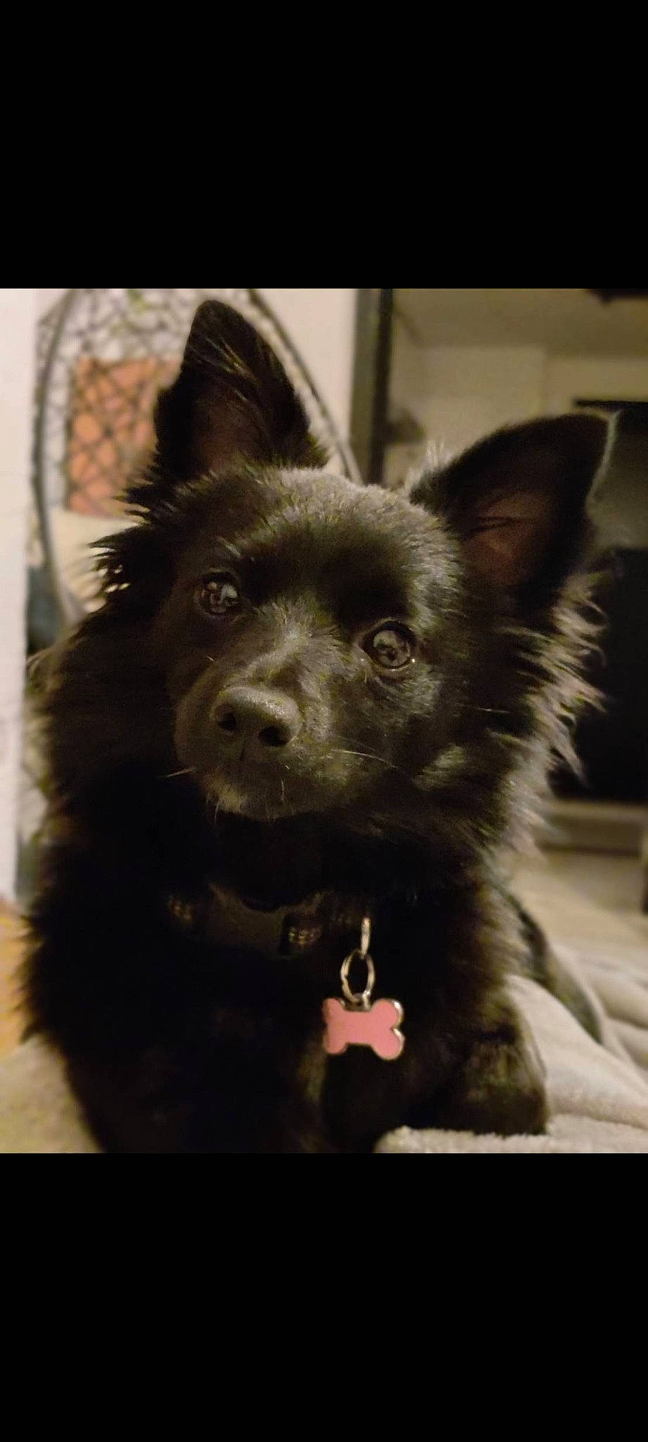 Lexi a rejoint le concours — aidez-le/la à gagner de superbes lots ! ancient_dog_breeds, black_norwegian_elkhound, canidae, canis, carnivore, companion_dog, dog, dog_breed, fur, jaw, non_sporting_group, snout, sporting_group, terrestrial_animal, whiskers, working_animal, working_dog