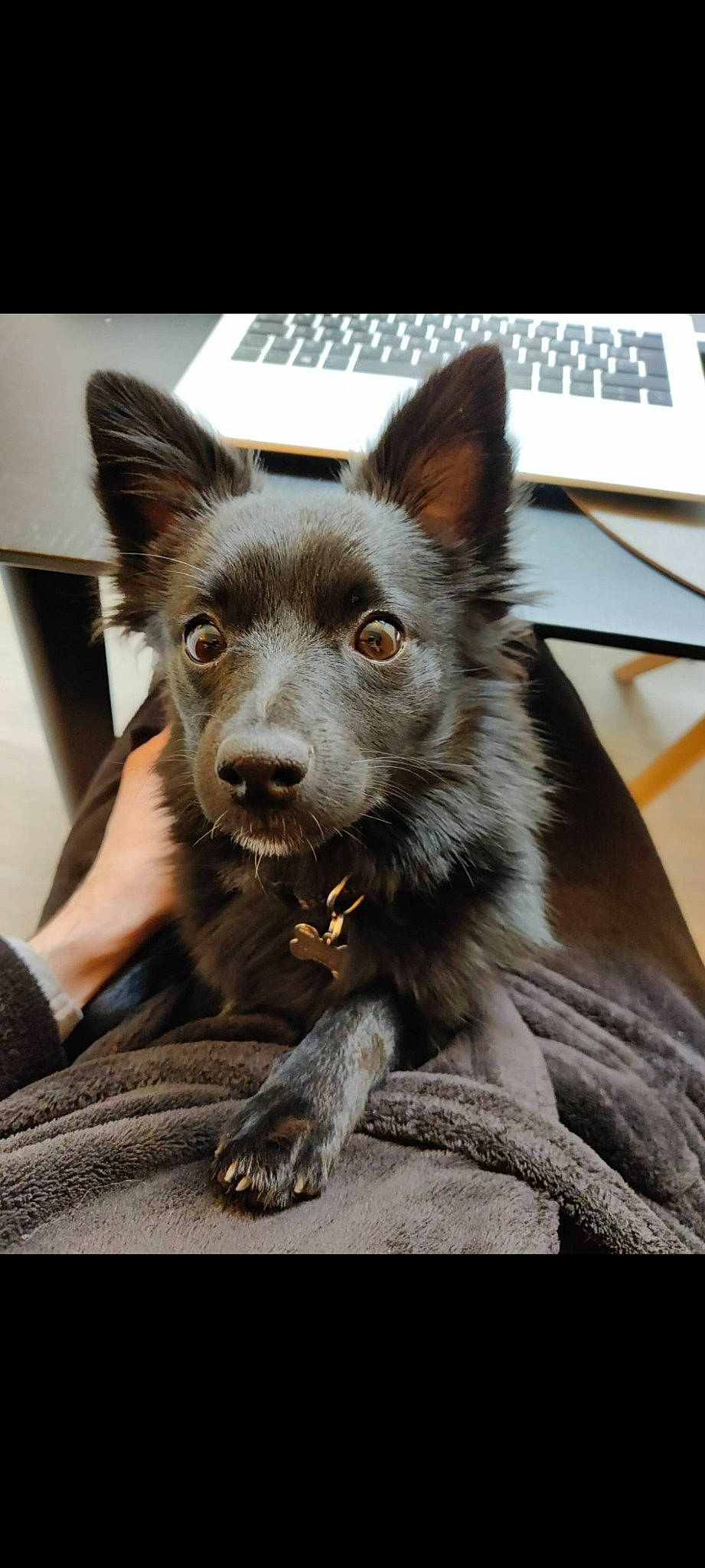 Lexi participe au concours pour gagner de l'argent avec cette photo : canidae, canis, carnivore, companion_dog, computer_keyboard, dog, dog_breed, ear, fur, herding_dog, input_device, peripheral, snout, sporting_group, terrestrial_animal, whiskers, working_animal, working_dog