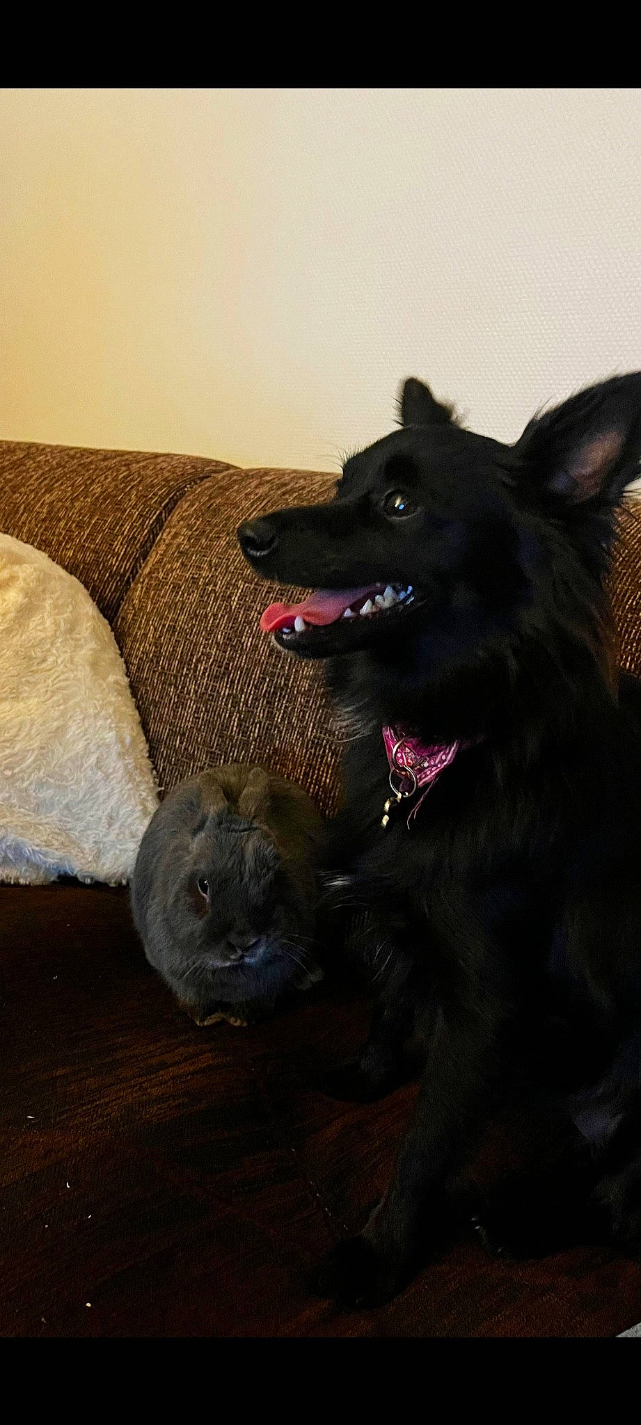 Lexi participe au concours pour gagner de l'argent avec cette photo : borador, canidae, canis, carnivore, companion_dog, dog, dog_breed, foot, fur, german_spitz_mittel, non_sporting_group, snout, spitz, sporting_group, terrestrial_animal, working_animal, working_dog