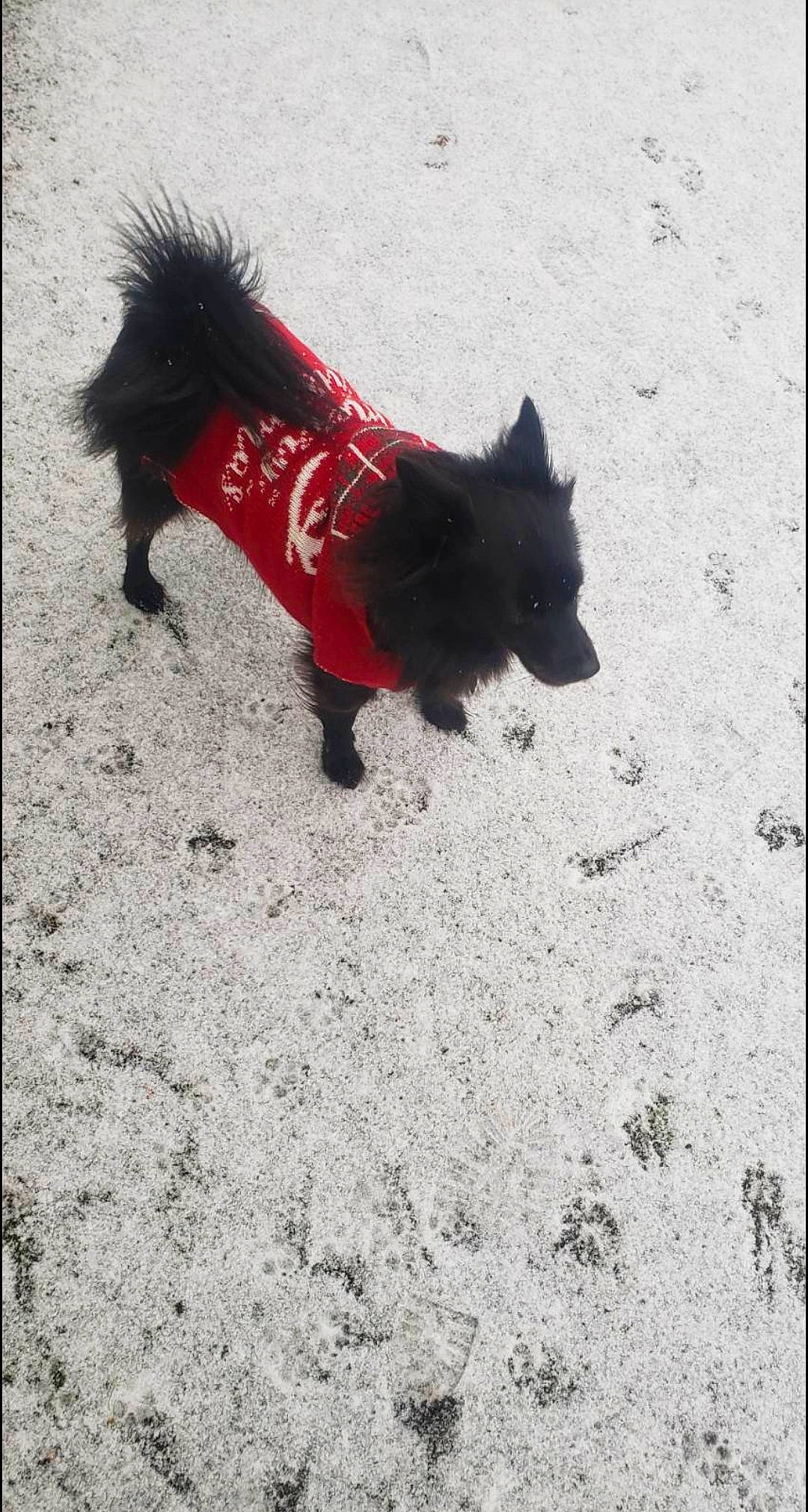 Lexi participe au concours pour gagner de l'argent avec cette photo : canidae, carmine, carnivore, companion_dog, dog, dog_breed, dog_collar, dog_supply, fur, non_sporting_group, paw, road_surface, shadow, snout, sporting_group, tail, terrestrial_animal, working_animal, working_dog