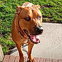 Boe is registered to the contest to win money with this photo: dog, brown_dog, pet, animal, canine, outdoor, grass, sunlight, happy, tongue_out, steps, pavement, collar, ears, face, fur, eyes, nose, mouth, daytime