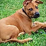 Boe is registered to the contest to win money with this photo: dog, brown_dog, grass, outdoor, pet, animal, canine, collar, lying_down, nature, mammal, leash, resting, ears, paw, snout, fur, daytime, greenery, relaxing