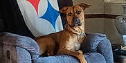 Boe joined the competition — help win amazing prizes! dog, brown_dog, armchair, furniture, blanket, indoor, living_room, lamp, painting, sunlight, shadow, collar, pet, relaxed, cozy, home, canine, resting, seat, decor