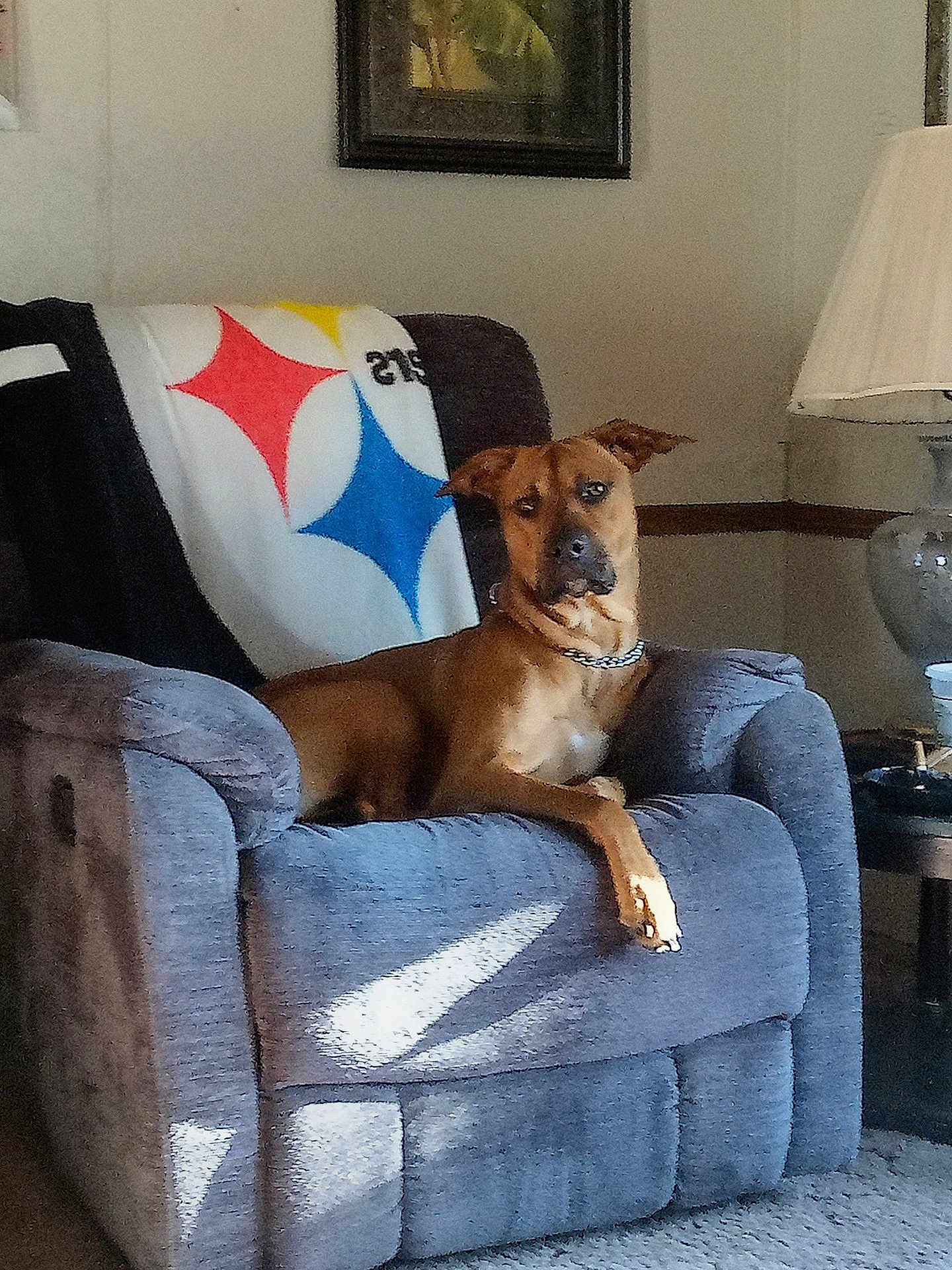 Boe joined the competition — help win amazing prizes! dog, brown_dog, armchair, furniture, blanket, indoor, living_room, lamp, painting, sunlight, shadow, collar, pet, relaxed, cozy, home, canine, resting, seat, decor