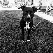 Diesal is registered to the contest to win money with this photo: dog, grass, leash, outdoor, house, tree, black_and_white, pet, animal, canine, portrait, nature, yard, lawn, daylight, curious, standing, front_view, background, fence