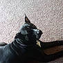 Diesal is registered to the contest to win money with this photo: dog, black_dog, lying_down, carpet, indoor, pet, canine, collar, resting, fur, mammal, animal, domestic_animal, one_animal, quiet, relaxed, side_view, companion, household, calm