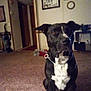 Diesal is registered to the contest to win money with this photo: dog, black_dog, white_markings, carpet, living_room, furniture, vacuum_cleaner, clock, wall_art, doorway, houseplant, indoor, chain_collar, pet, home, floor, picture_frame, room, decor, domestic