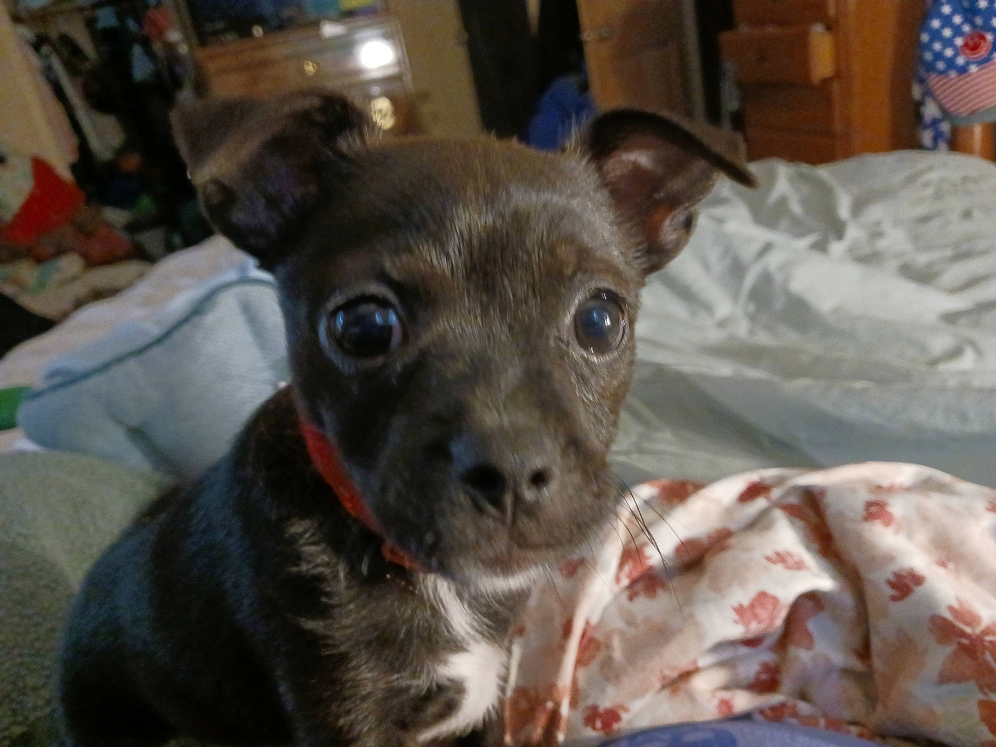 Capone is registered to the contest to win money with this photo: canidae, carnivore, companion_dog, dog, dog_breed, ear, fawn, fur, laptop, non_sporting_group, snout, terrestrial_animal, terrier, toy_dog, whiskers, working_animal