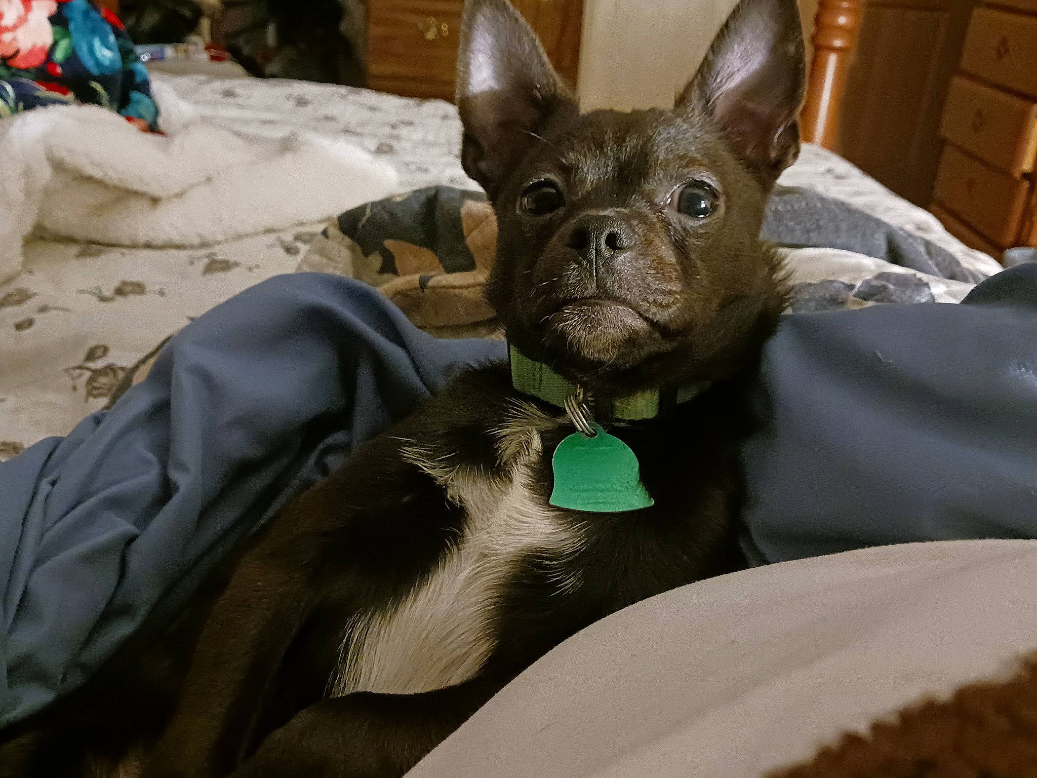 Capone is registered to the contest to win money with this photo: cabinetry, canidae, carnivore, chest, chest_of_drawers, comfort, companion_dog, cupboard, dog, dog_breed, drawer, dresser, ear, fawn, mammal, snout, sporting_group, toy_dog, whiskers, working_animal