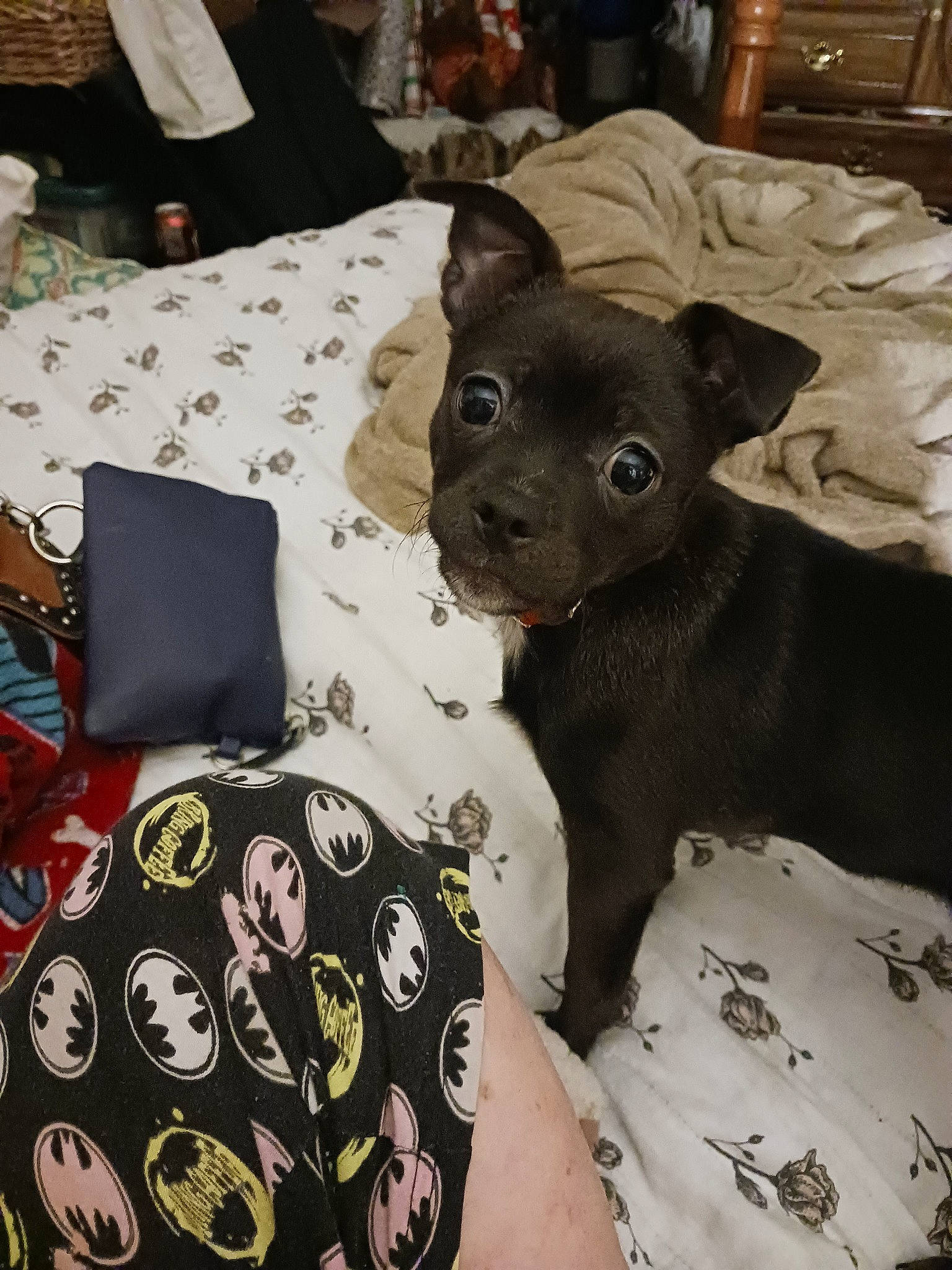 Capone joined the competition — help win amazing prizes! bag, canidae, carnivore, chihuahua, comfort, companion_dog, couch, dog, dog_breed, ear, fawn, fur, grey, linens, pattern, sleeve, sporting_group, toy_dog, whiskers, working_animal