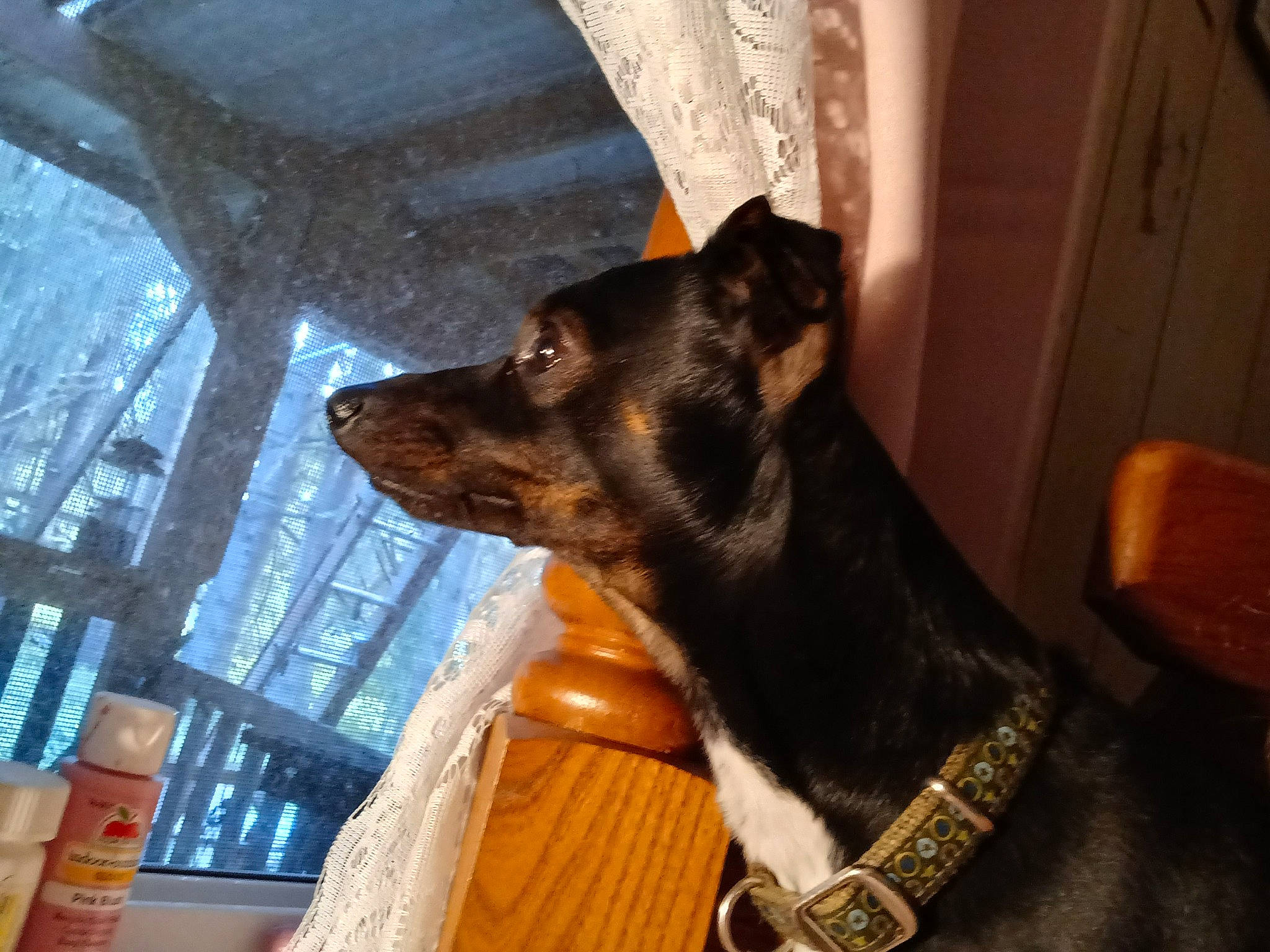 Keeper joined the competition — help win amazing prizes! canidae, carnivore, collar, comfort, companion_dog, dog, dog_breed, dog_collar, ear, fawn, fur, guard_dog, paw, snout, sporting_group, whiskers, window, wood, working_animal, working_dog