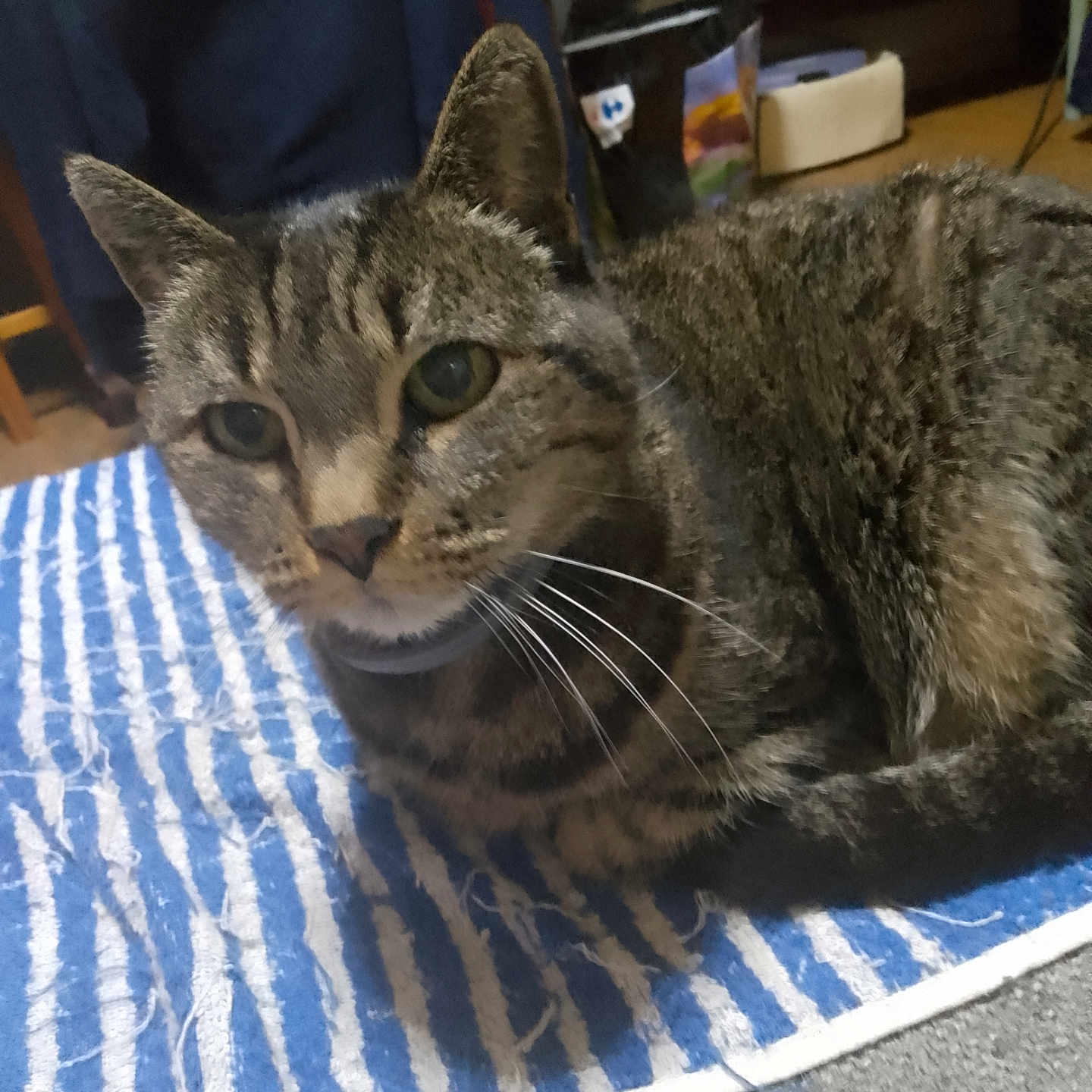 Maya participe au concours pour gagner de l'argent avec cette photo : abyssinian, animal, blanket, cat, couch, egyptiancat, furniture, hardwood, homedecor, kitten, linen, manx, person, pet, plywood, shelf, siamese, towel, wood