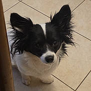 Princesse participe au concours pour gagner de l'argent avec cette photo : dog, small_dog, black_and_white, ears, curious, tile_floor, indoor, pet, canine, fur, looking_up, animal, companion, domestic, cute, alert, sitting, floor, household, curious_eyes