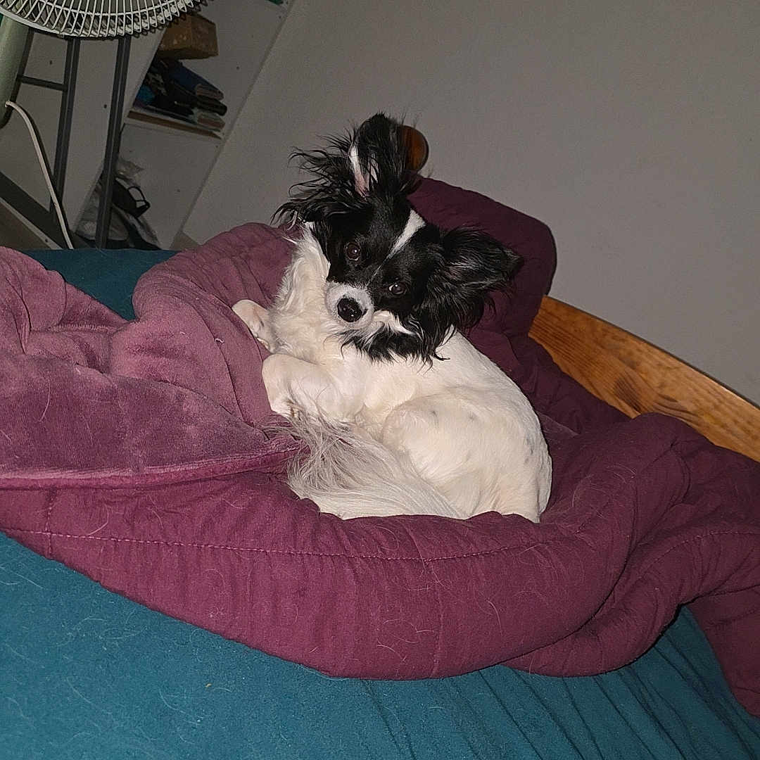 Princesse participe au concours pour gagner de l'argent avec cette photo : dog, small_dog, black_and_white, blanket, bed, bedding, fan, bookshelf, indoor, pet, fur, resting, cute, cozy, curled_up, wooden_headboard, fabric, sleepy, domestic_animal, relaxation