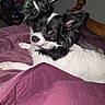 Princesse participe au concours pour gagner de l'argent avec cette photo : dog, pet, black_and_white, small_dog, bed, blanket, purple_blanket, fan, indoor, wooden_bedpost, curious, fluffy_ears, lying_down, animal, cozy, relaxing, portrait, household, casual, furniture