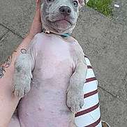 Echo joined the competition — help win amazing prizes! puppy, dog, blue_eyes, tattoo, striped_pants, lap, outdoor, grass, concrete, pet, young_dog, cute, animal, close_up, relaxed, lying_down, human_hand, expression, ears, collar