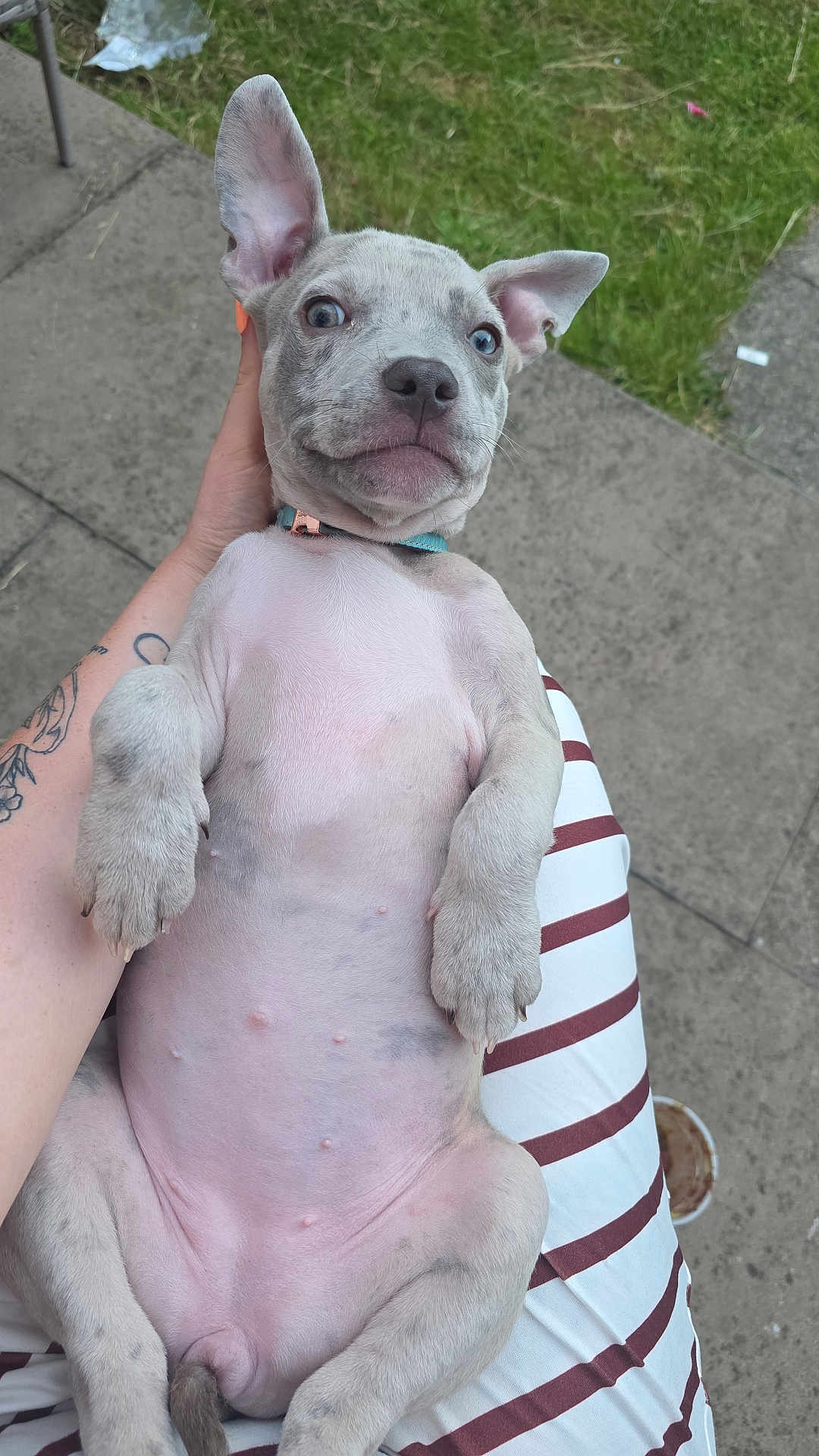 Echo joined the competition — help win amazing prizes! puppy, dog, blue_eyes, tattoo, striped_pants, lap, outdoor, grass, concrete, pet, young_dog, cute, animal, close_up, relaxed, lying_down, human_hand, expression, ears, collar