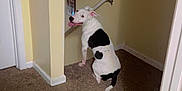 Sadie is registered to the contest to win money with this photo: dog, white_dog, black_spots, carpet, staircase, wall, framed_photos, butterfly_decals, home_interior, tongue_out, pet, animal, happy_dog, indoor, corner, smiling_dog, looking_back, floor, light_yellow_wall, dog_sitting
