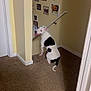 dog, white_dog, black_spots, carpet, staircase, wall, framed_photos, butterfly_decals, home_interior, tongue_out, pet, animal, happy_dog, indoor, corner, smiling_dog, looking_back, floor, light_yellow_wall, dog_sitting