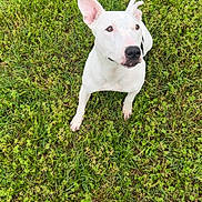 Sadie is registered to the contest to win money with this photo: dog, white_dog, grass, outdoor, pet, animal, ears, sitting, looking_up, greenery, field, casual, person, shoe, footwear, colorful_clothing, nature, summer, daytime, curious